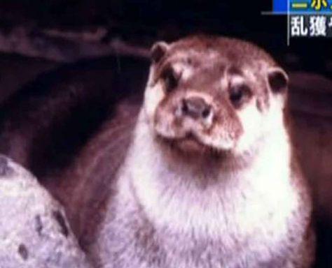 Declaran especie extinta a la nutria japonesa de río