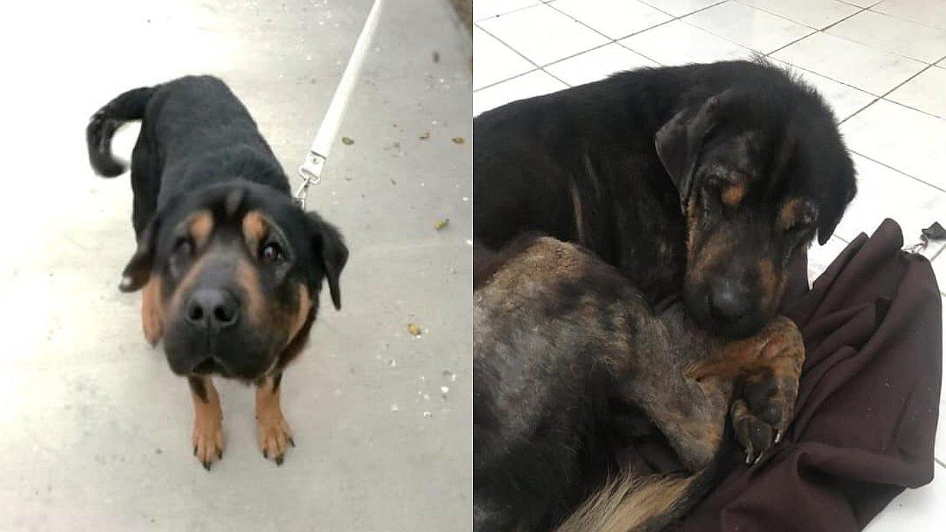 Chile: Mujer fue multada por abandonar a perrito al que había adoptado recientemente (FOTOS)