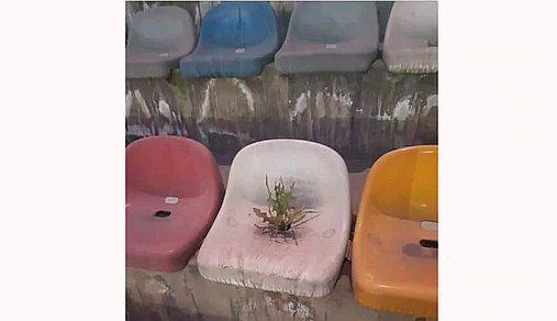 Planta que creció en una butaca del estadio Monumental es noticia en el extranjero