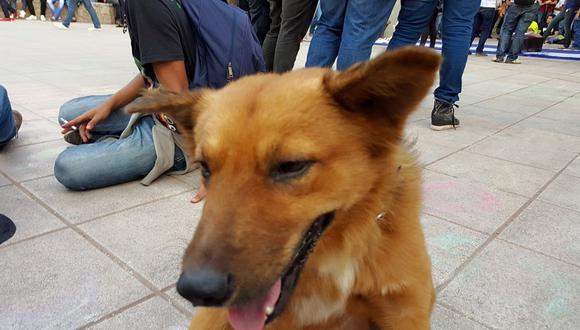 Conoce a "Huelgo" el perro que lidera las huelgas en Honduras