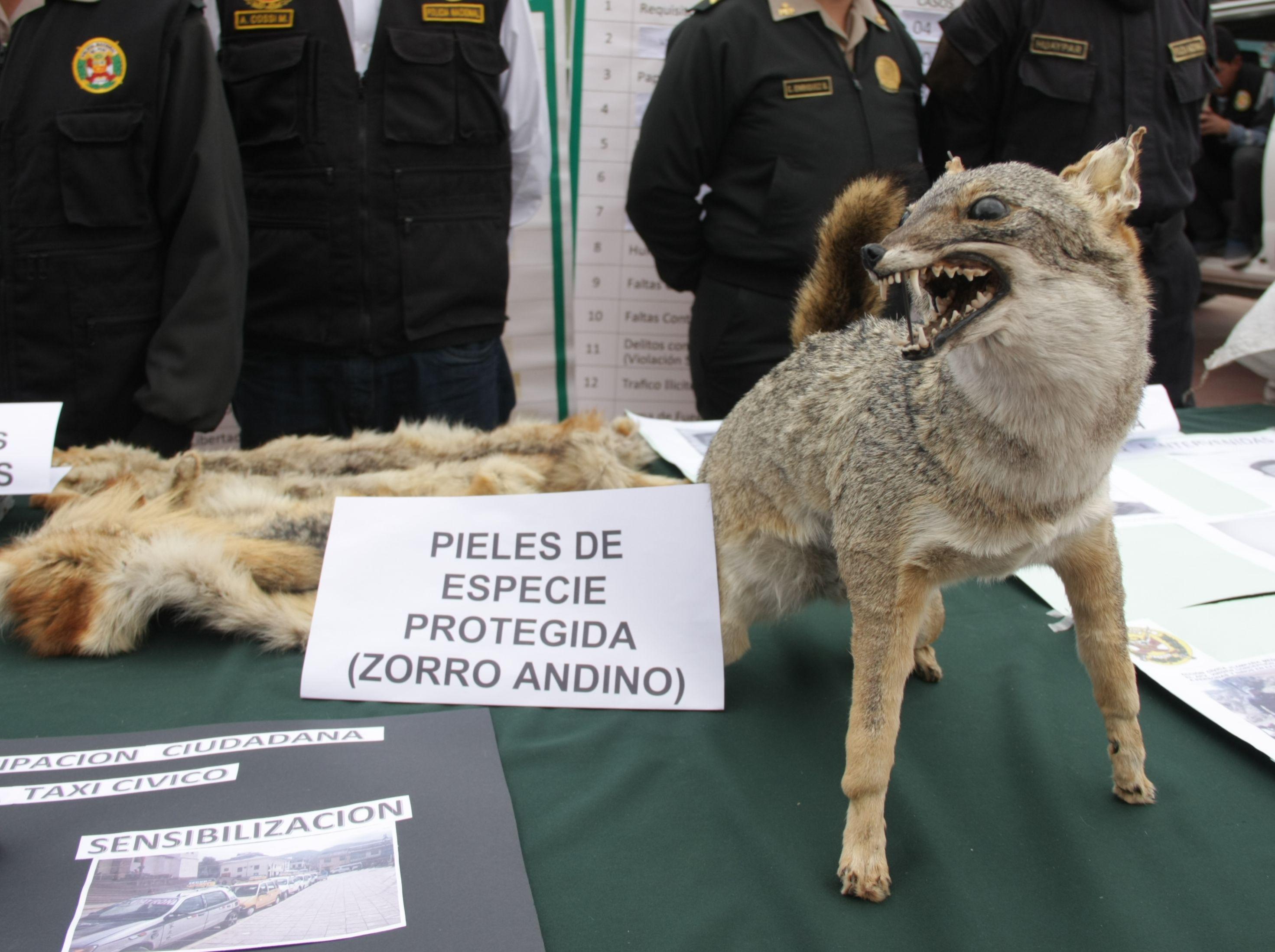 Pieles y animales disecados en el “Bartillo”