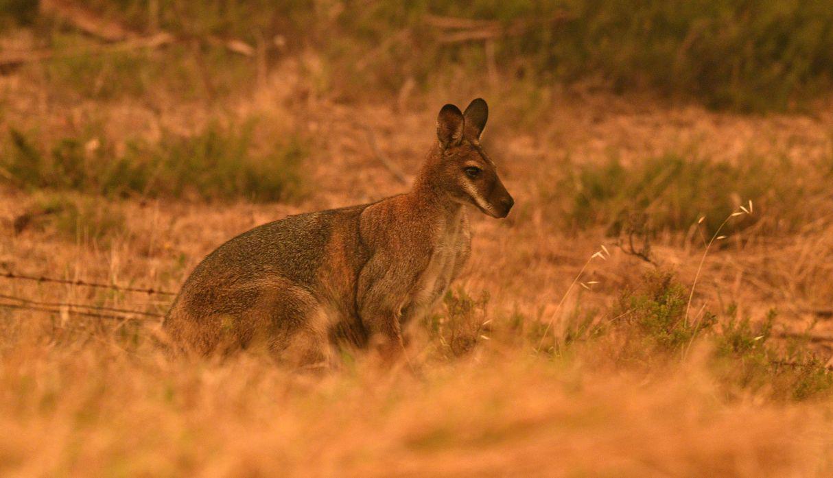 La isla Canguro, una turística zona natural frente a las costas del estado de Australia del Sur, es el hogar de muchas especies nativas, entre ellas los koalas, cuya población se estima en 50.000 individuos. (Foto: AFP)