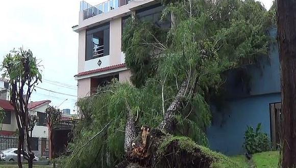 Arequipa: árbol de 20 metros cae sobre vivienda (VIDEO) 