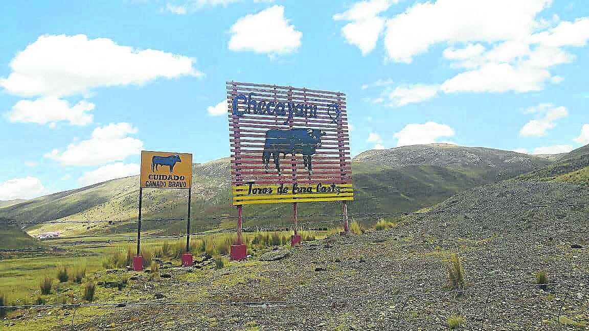 Comuneros denuncian peligro por presencia de toros bravos en Azángaro