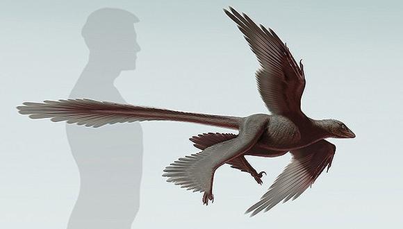 China: Descubren dinosaurio que tenía cuatro alas