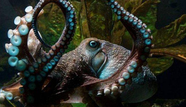  Conoce a Inky el pulpo que logró huir al mar por tubería de acuario