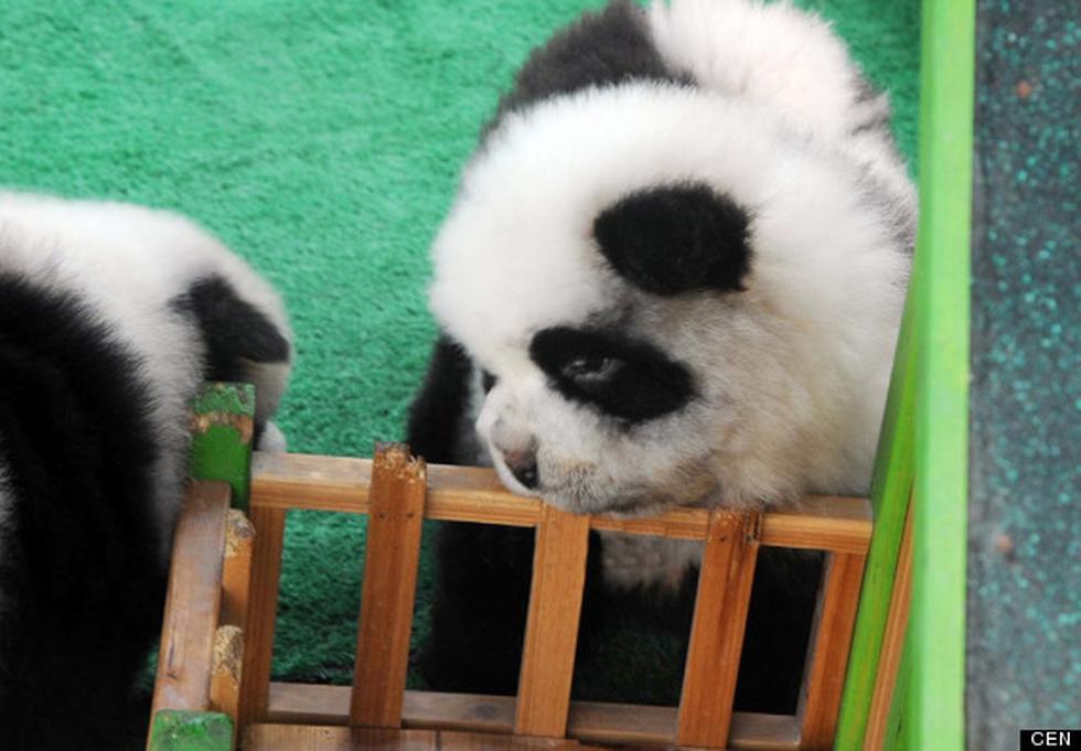 Los "Perritos-Panda" siguen causando sensación en China (FOTOS)