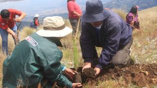 Agro Rural inicia jornada de forestación y estima plantar 800 mil árboles en Junín