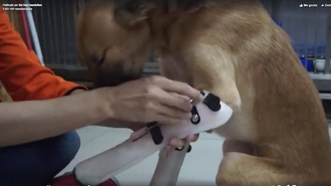 Can conmociona al mundo con su alegría luego de colocarle la protesis