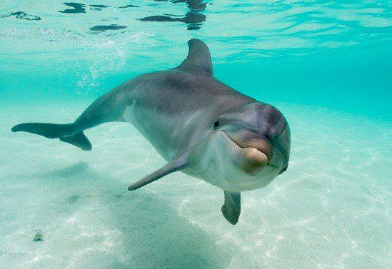 Recomiendan utilizar dispositivos para ahuyentar a delfines
