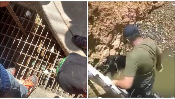 Huancayo: Solidarios policías le salvan la vida a dos perros  (VIDEO)