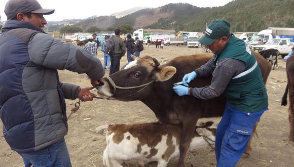 Vacunan a ganado contra el 'mal de la pierna negra' en Cusco