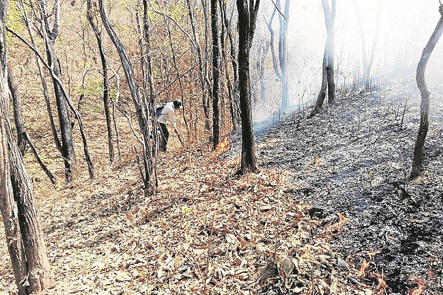 Incendio forestal se reporta en los sectores El Guabo y Zapallal 