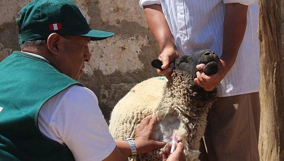 Senasa toma muestras de sangre de ovinos en 6 provincias de Arequipa