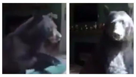 YouTube: Intrépido oso entra a casa, toca el piano, roba la comida y huye [VIDEO]