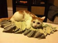 Gato callejero se convierte en magnate al heredar 10 millones de euros