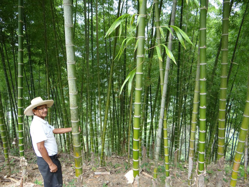 Perú fomentará su producción de bambú tras reunión con autoridades de China