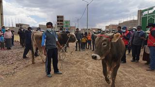 Azángaro: Comuneros recuperan ganados robados en Samán (FOTOS)