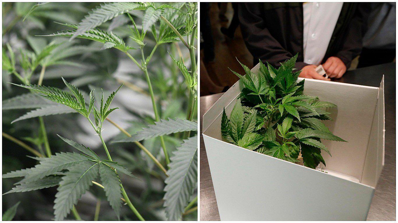 Gobierno de Trump amenaza el uso de la marihuana en Estados Unidos 