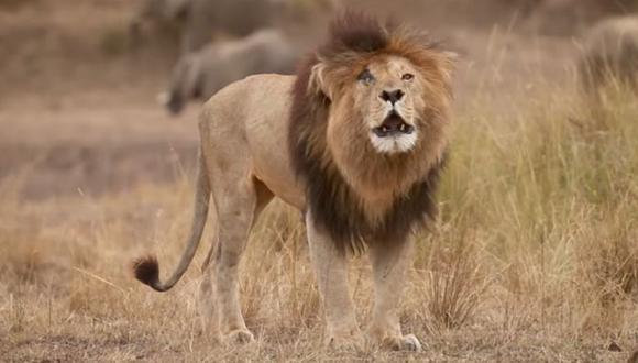 Según el fotógrafo Randall Ball, especializado en la vida salvaje africana, el felino “fue y siempre será una leyenda.