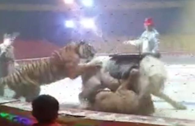 León y tigre atacan a un caballo en circo (VIDEO)
