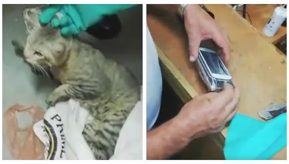 Capturan a gato entrenado para llevar celulares a presos (VIDEO)
