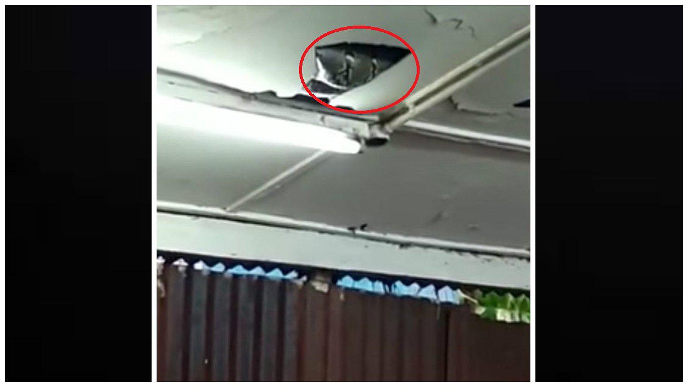 YouTube: enorme serpiente sale del techo y aterroriza a comensales (VIDEO)