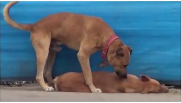YouTube: Perrito lucha por "revivir" a su amigo que fue atropellado (VIDEO)