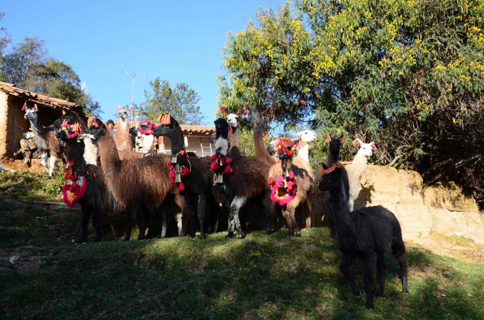 Quilcas revive técnicas ancestrales de cosecha y traslado de productos (FOTOS)