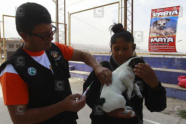 Rabia canina: Salud forma Comité intergubernamental para articular respuestas