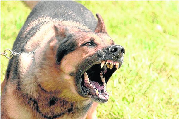 Perro bravo ataca y destroza uniforme de  mujer policía