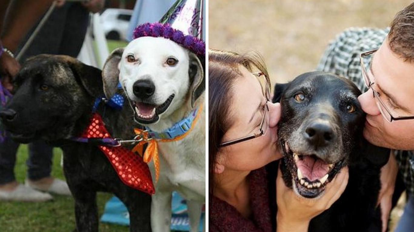 Tener un “perrhijo” podría ser señal de trastornos mentales, según la ciencia 