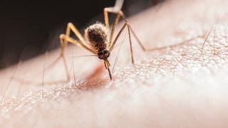 Repelentes de moscas y mosquitos caseros: 4 preparados para ahuyentarlos