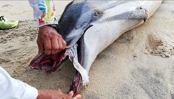 Delfín muere asfixiado después de tragarse un pañal desechable (FOTOS)