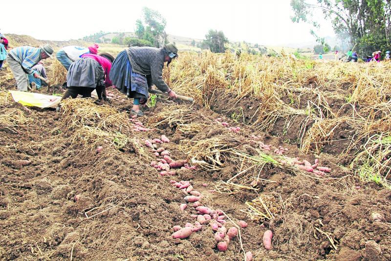 Producción de papa aún es baja en Huancavelica