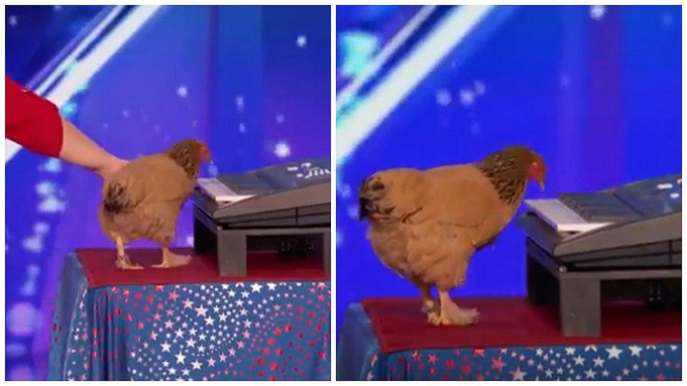 YouTube: Gallina es viral por tocar el piano con su pico (VIDEO)