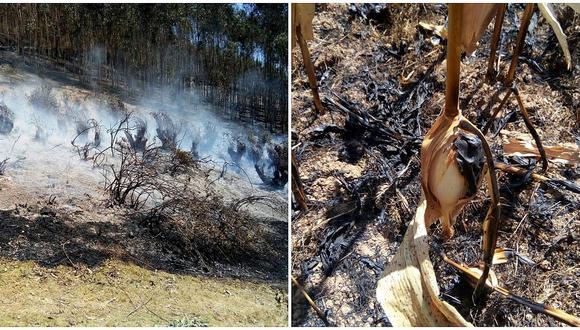 Incendio arrasa con 43 hectáreas de bosque y cosechas en Usquil (FOTOS Y VIDEO) 