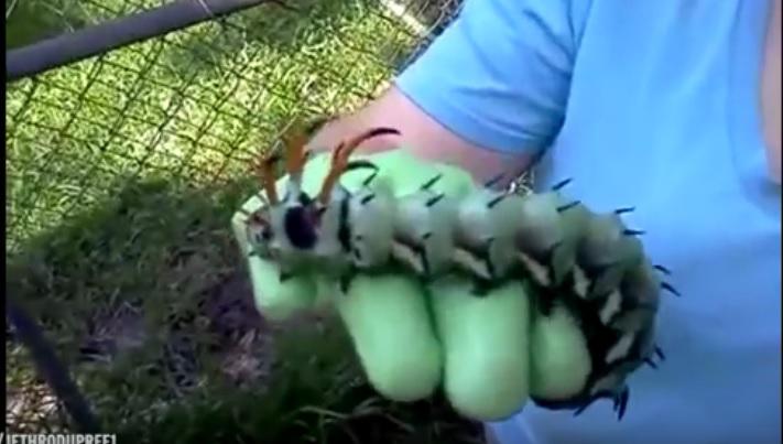 Gusano gigante encontrado en jardín provoca gran susto ¿Qué es?