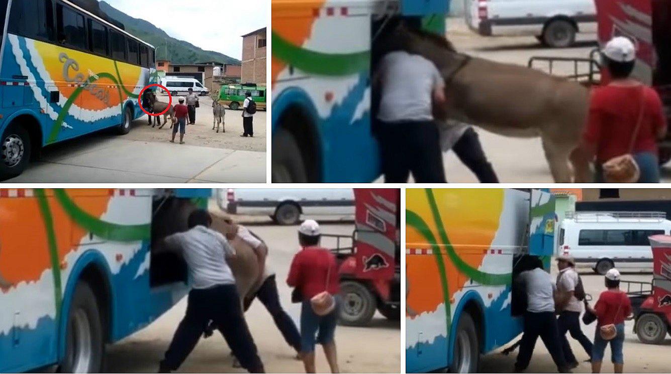 La Libertad: trasladan a la fuerza a burro en la bodega de ómnibus (VIDEO) 