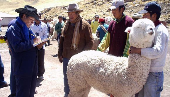 Ponen en marcha un  proyecto para clonar alpacas mejoradas