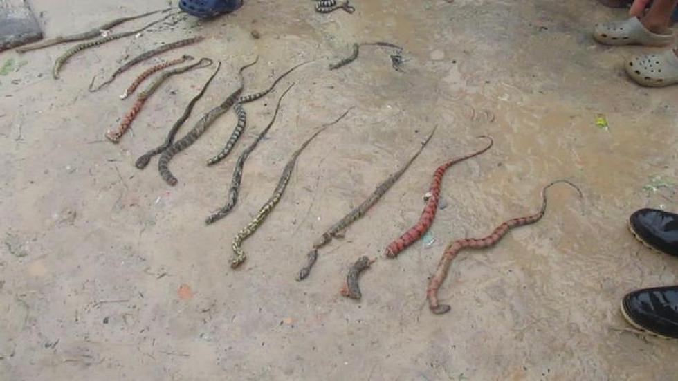 Serpientes venenosas atacan a vecinos en Iquitos