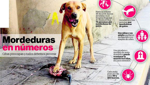 Ataques De Animales Pueden Ocasionar Danos Severos Edicion Correo