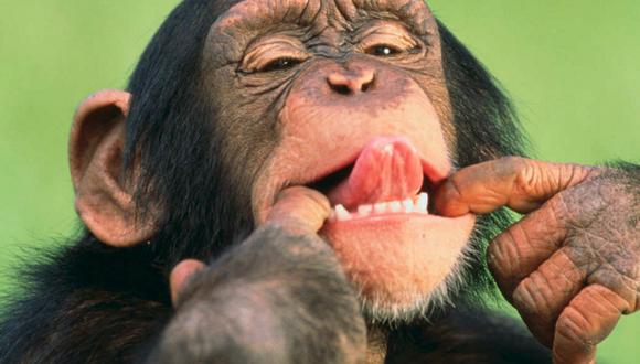 ¡Gran noticia! EEUU dejará de experimentar con chimpancés