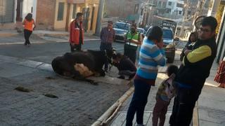 Matan a perro pitbull por atacar a una vaca en Arequipa