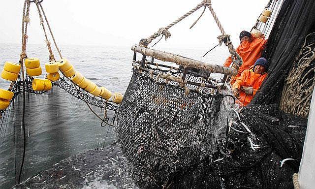 Chimbote: Suspenden la pesca industrial de anchoveta 