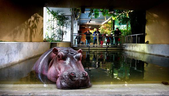 Indemnizan a la familia de una turista que murió tras ataque de un hipopótamo