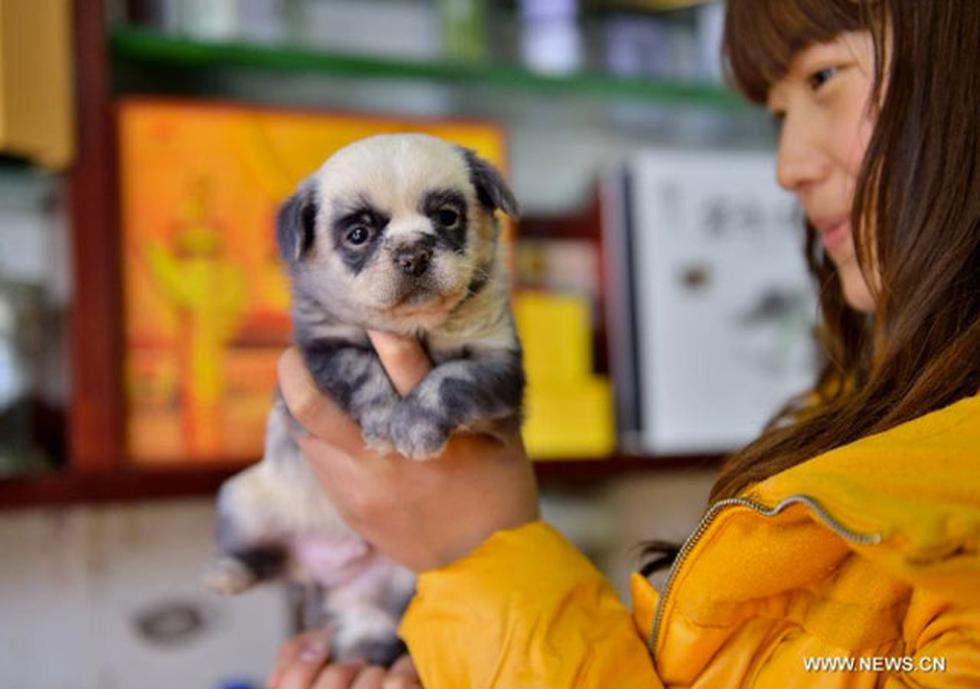 Nacen perritos-panda en China (FOTOS)