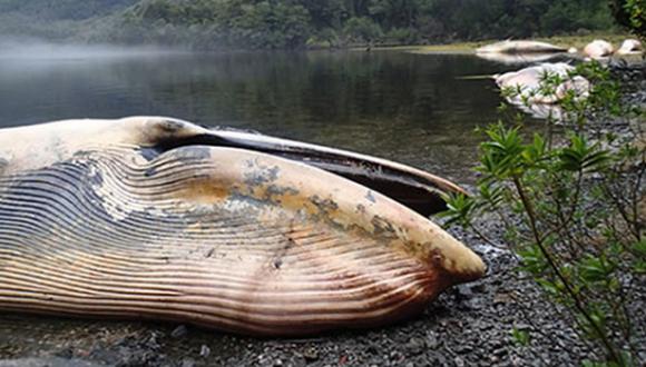 Chile: Al menos 37 ballenas varadas mueren en litoral