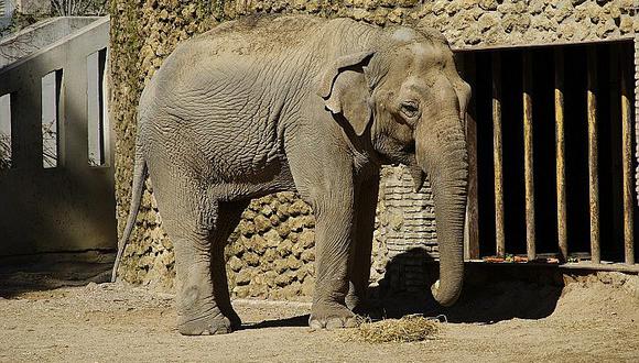 ¡Insólito! Un elefante mató a empleado con su trompa 