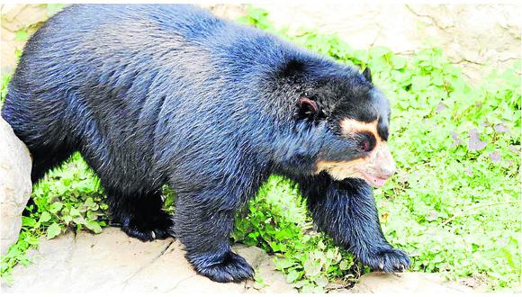 ¡Atención animalistas!: ​Incluyen a Ayacucho en plan para proteger a los osos de anteojos 